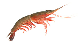 Crustaceans